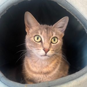 McKenzie, Adult Female unknown