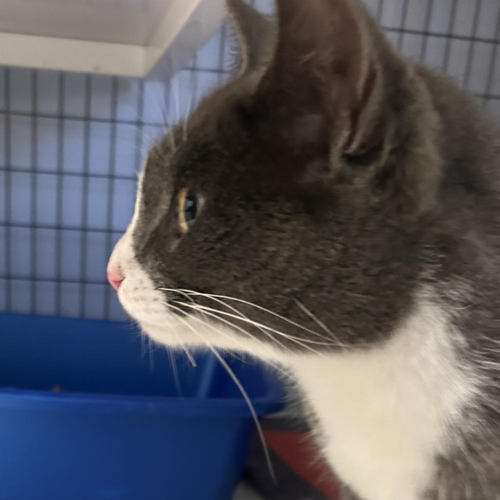 Ghibli (was Gibbler)(At Petsmart-Alabaster)