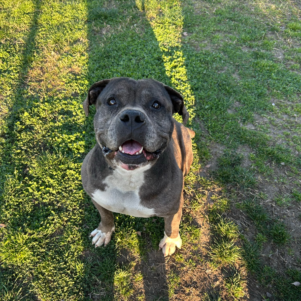 Rambo