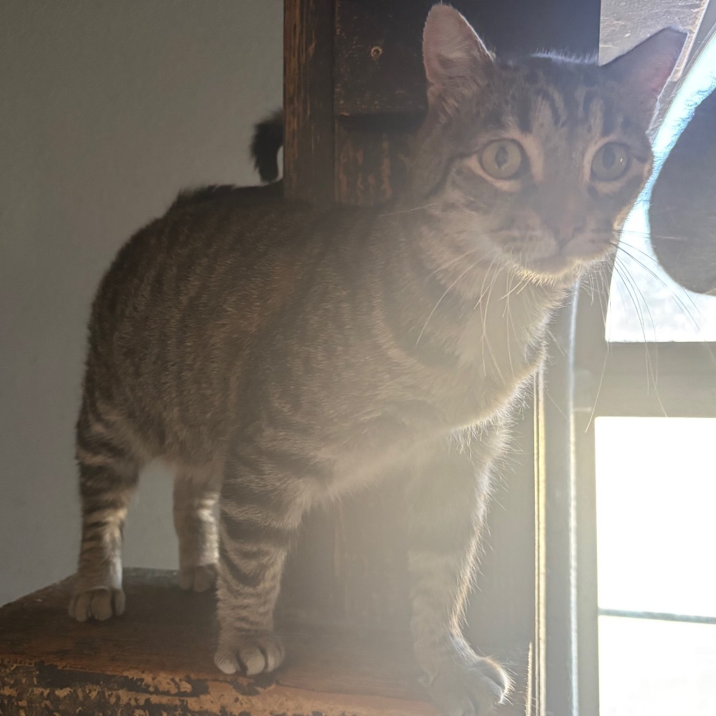 Jekyll, an adoptable Domestic Short Hair in Nampa, ID, 83686 | Photo Image 1