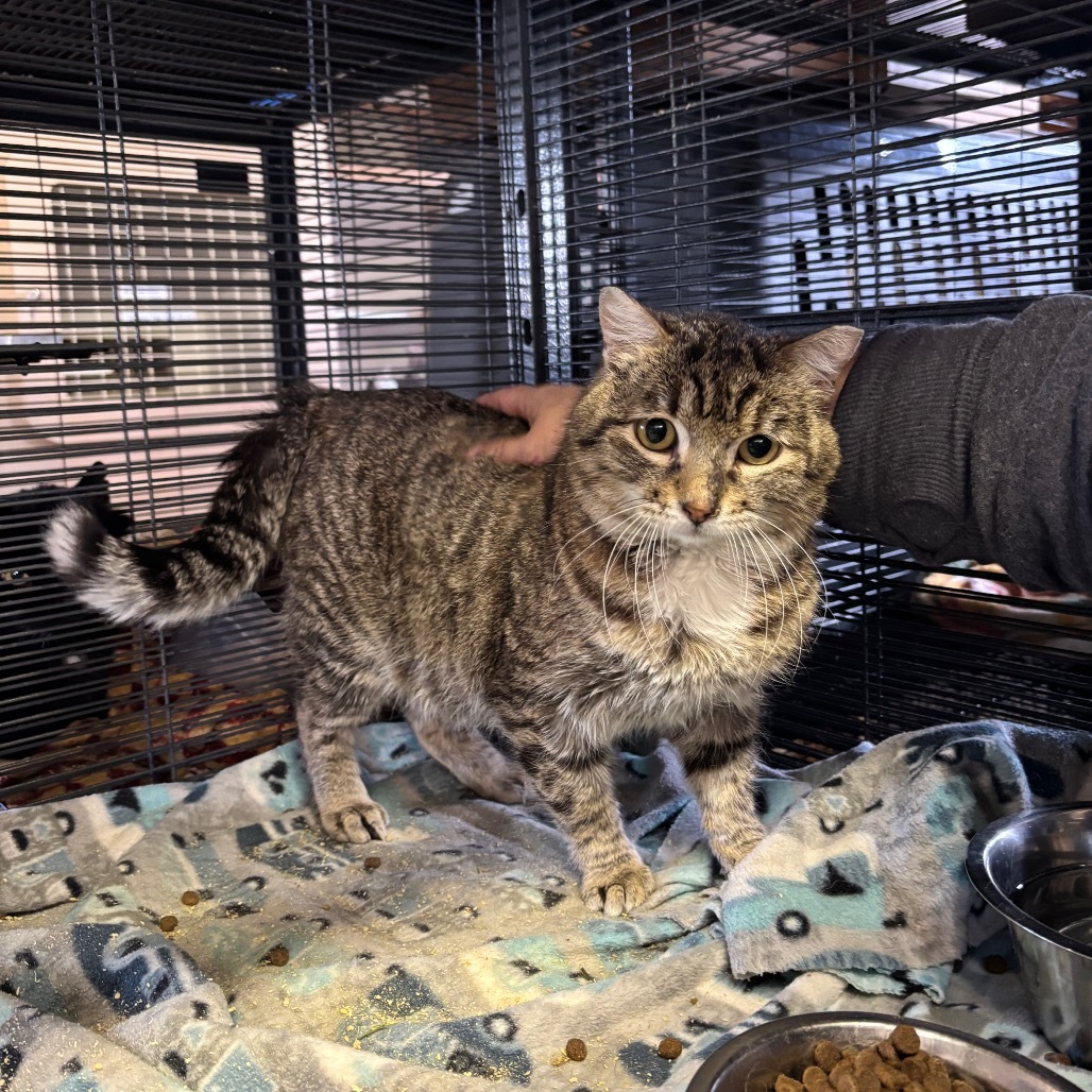 Jekyll, an adoptable Domestic Short Hair in Nampa, ID, 83686 | Photo Image 2