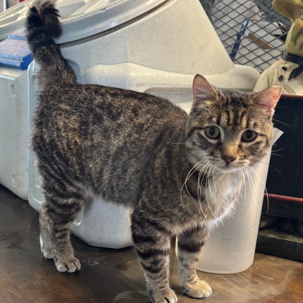 Jekyll, an adoptable Domestic Short Hair in Nampa, ID, 83686 | Photo Image 3