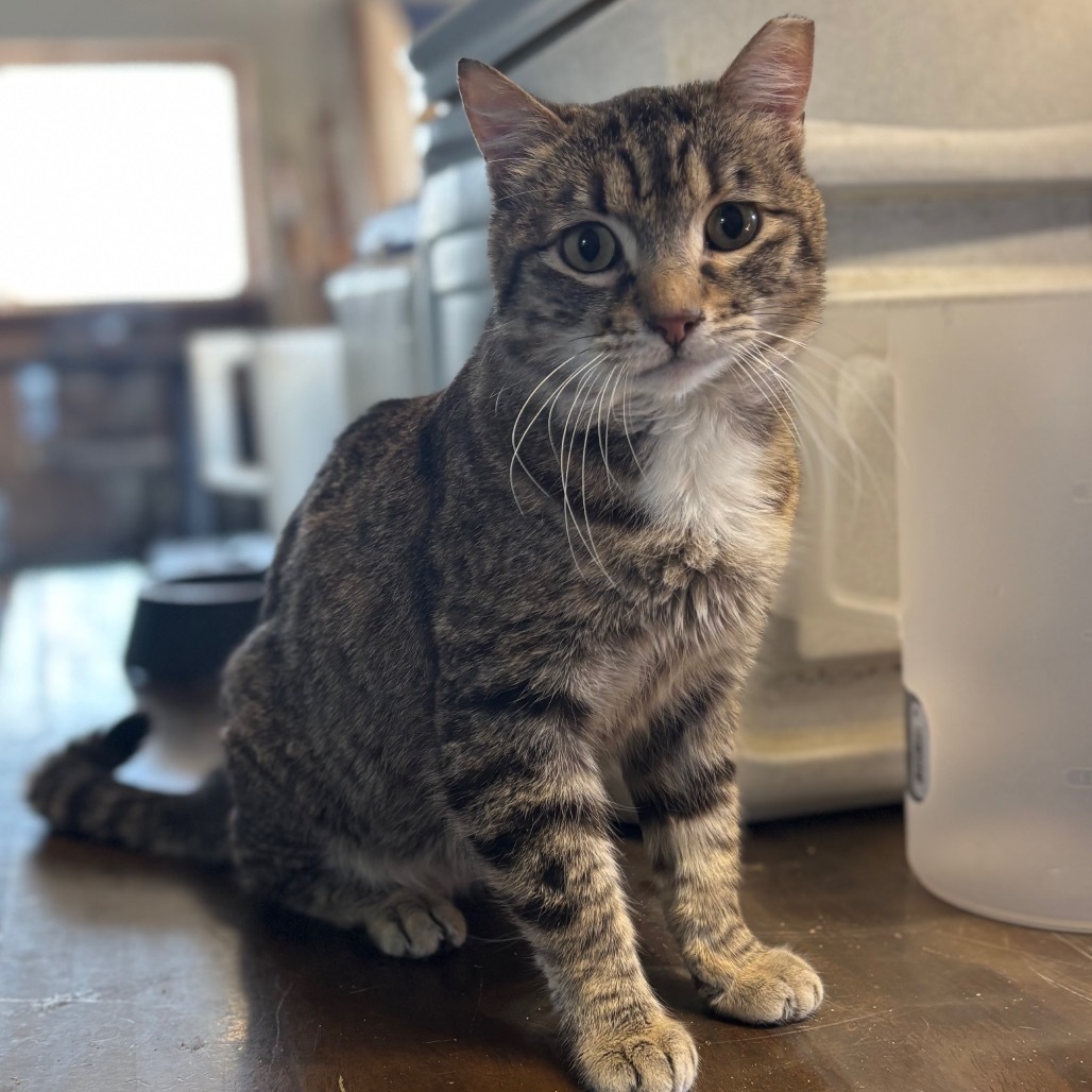 Jekyll, an adoptable Domestic Short Hair in Nampa, ID, 83686 | Photo Image 4