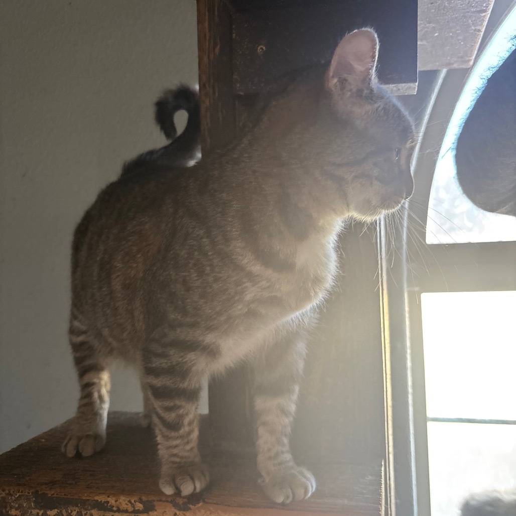 Jekyll, an adoptable Domestic Short Hair in Nampa, ID, 83686 | Photo Image 5
