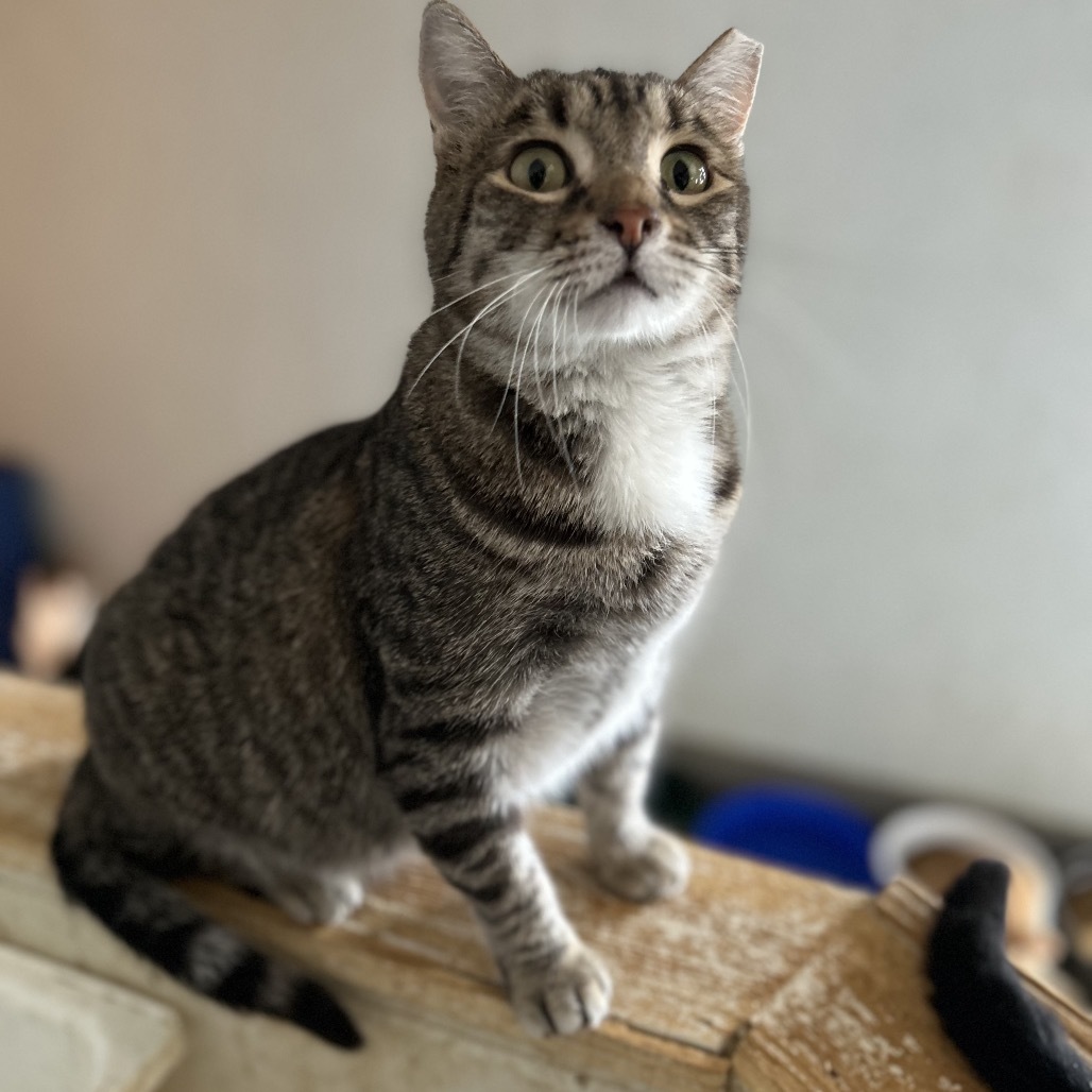 Jekyll, an adoptable Domestic Short Hair in Nampa, ID, 83686 | Photo Image 6