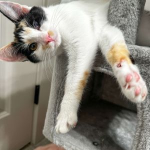 Marmalade, Young Female Domestic Short Hair