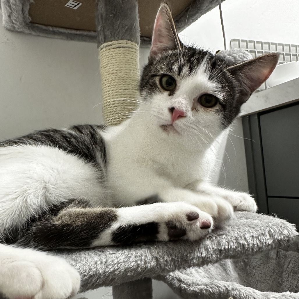 Waffle, an adoptable Domestic Short Hair in Nampa, ID, 83686 | Photo Image 1