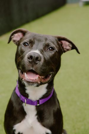 What my friends at Seattle Humane say about me Ive got good manners - Ill sit politely and wait b