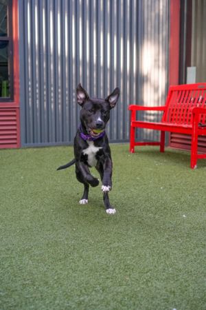 What my friends at Seattle Humane say about me I love training and working on my manners I am very
