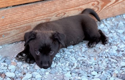 Pepper