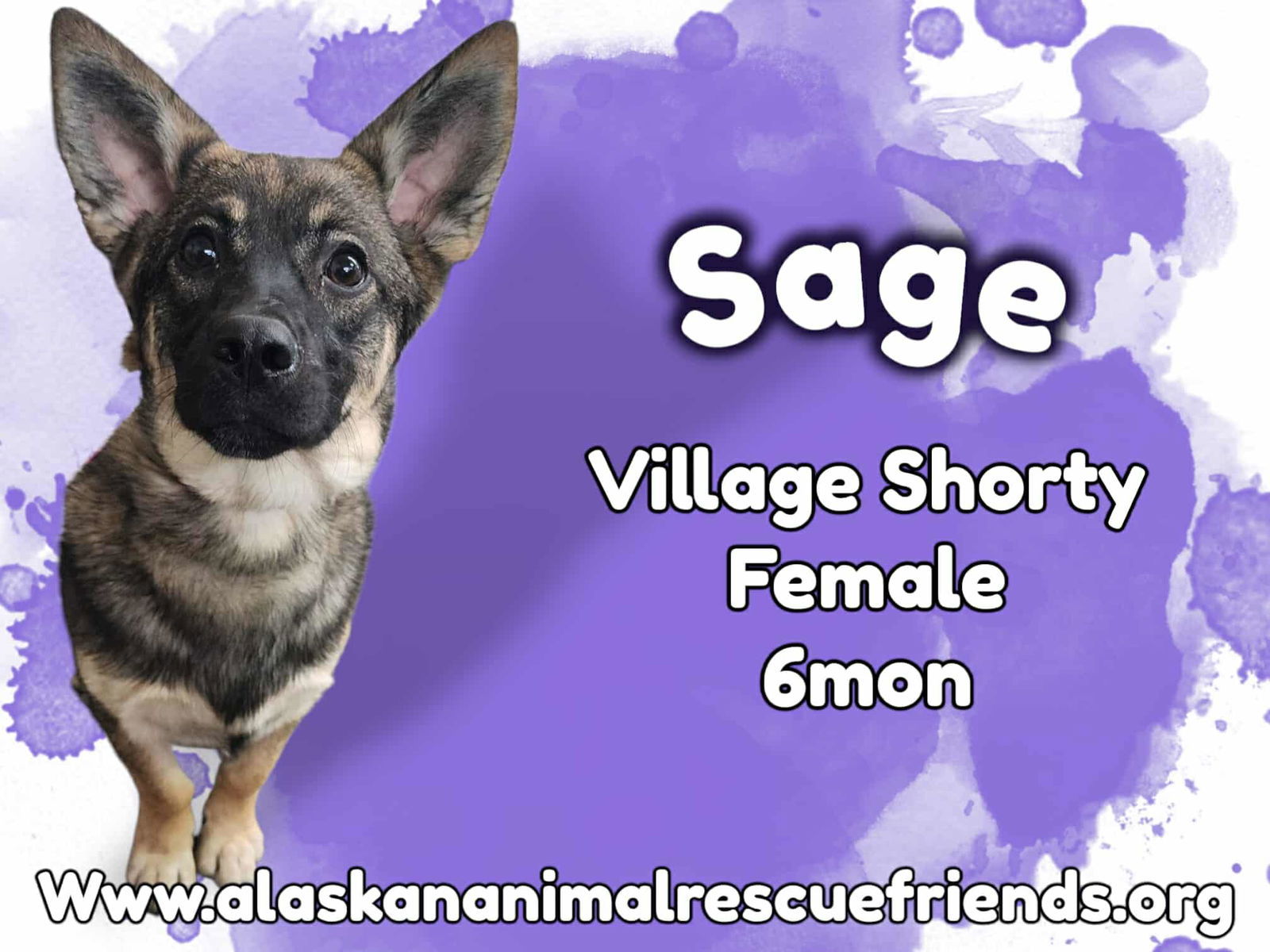 Sage
