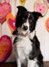 Ruff photo 1