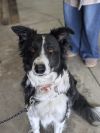 Ruff photo 3