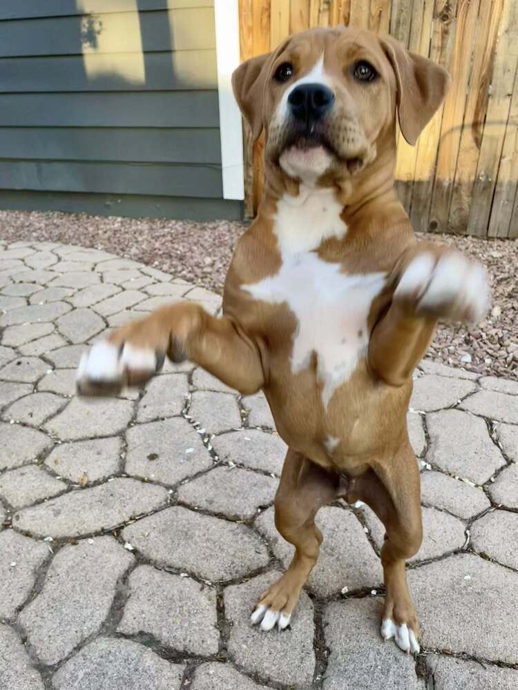 Linus