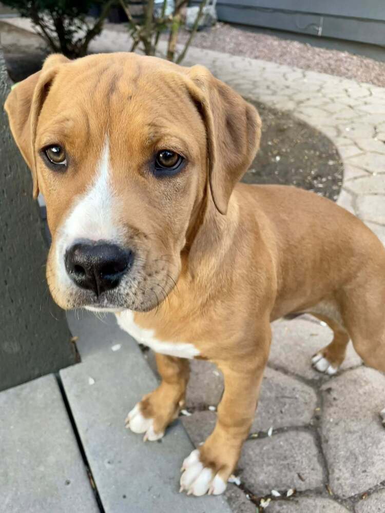 Linus