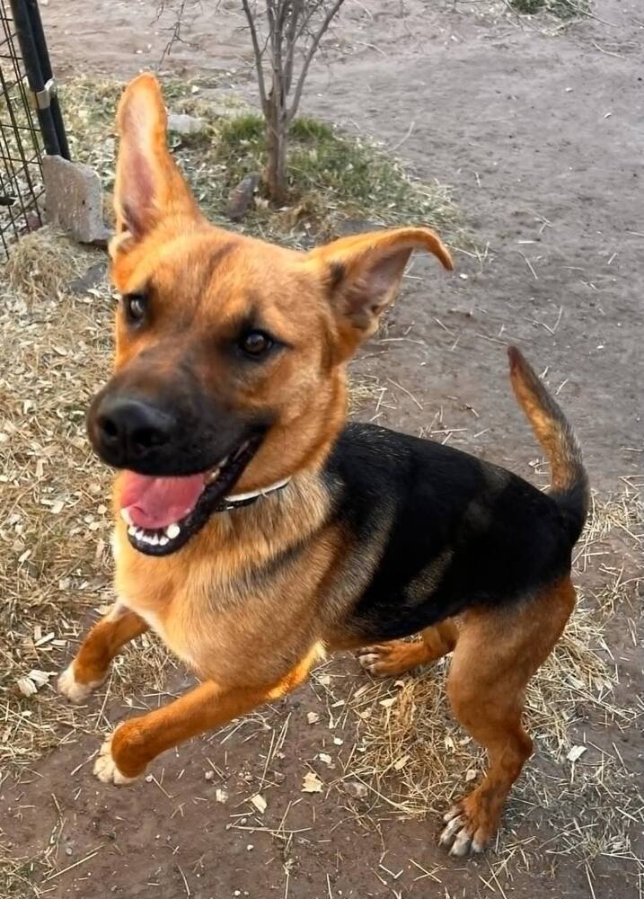 Wednesday, an adoptable German Shepherd Dog in Fredonia, WI, 53021 | Photo Image 1