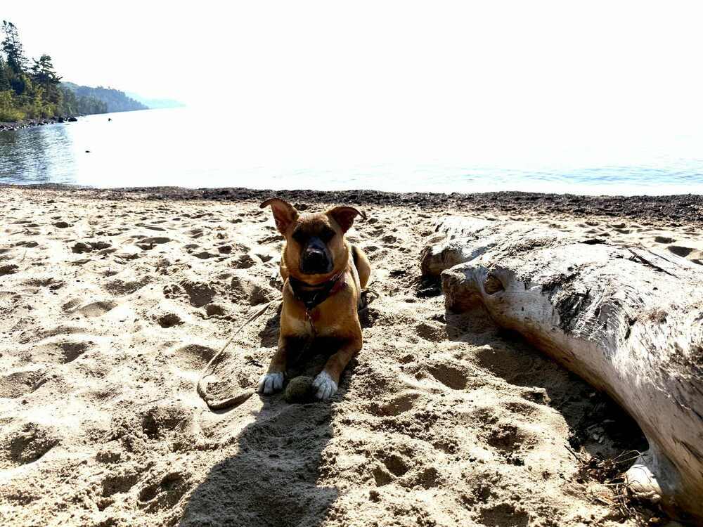 Wednesday, an adoptable German Shepherd Dog in Fredonia, WI, 53021 | Photo Image 2