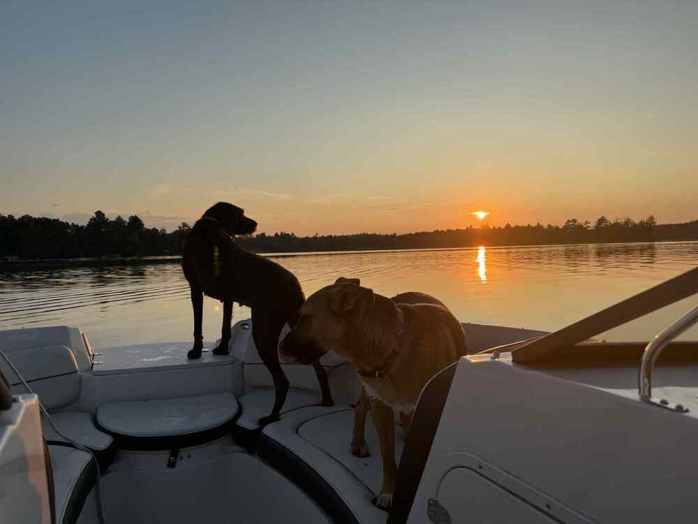 Wednesday, an adoptable German Shepherd Dog in Fredonia, WI, 53021 | Photo Image 3