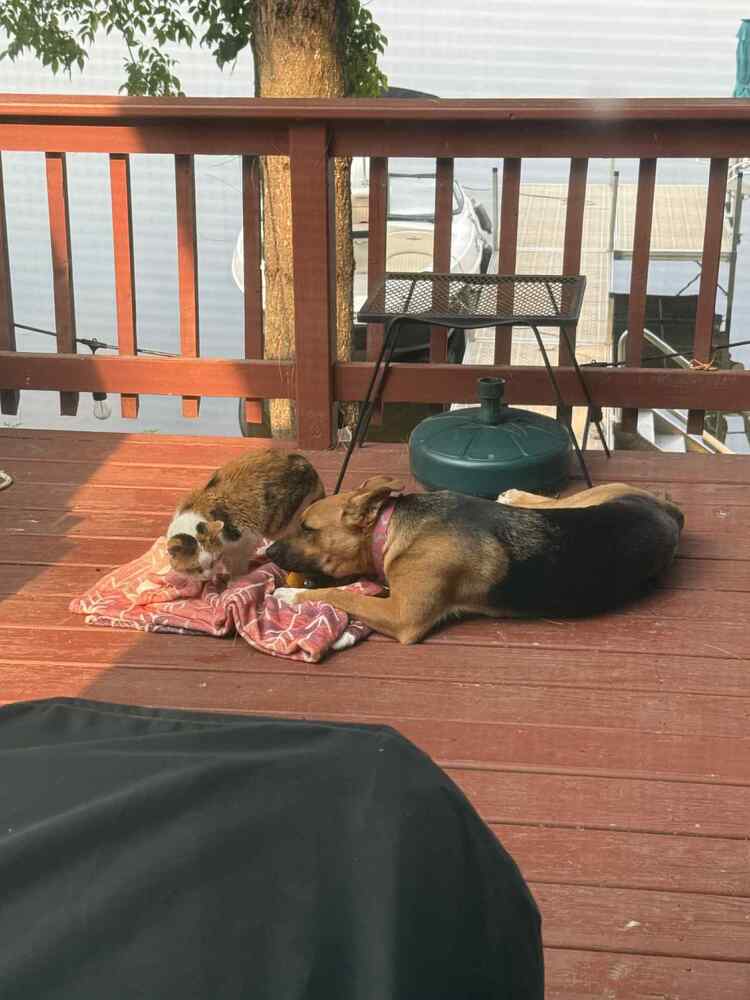 Wednesday, an adoptable German Shepherd Dog in Fredonia, WI, 53021 | Photo Image 4