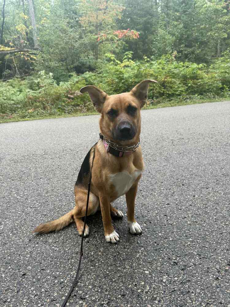 Wednesday, an adoptable German Shepherd Dog in Fredonia, WI, 53021 | Photo Image 6