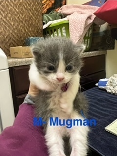 mugman, an adoptable Domestic Medium Hair in Bend, OR, 97701 | Photo Image 1