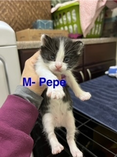 Pepe, an adoptable Domestic Medium Hair in Bend, OR, 97701 | Photo Image 1