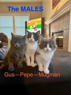 Pepe, an adoptable Domestic Medium Hair in Bend, OR, 97701 | Photo Image 2