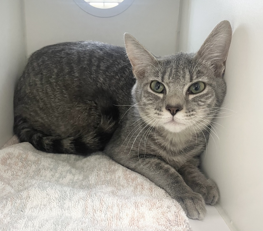 Minnie ~ Sponsored Adoption Fee!