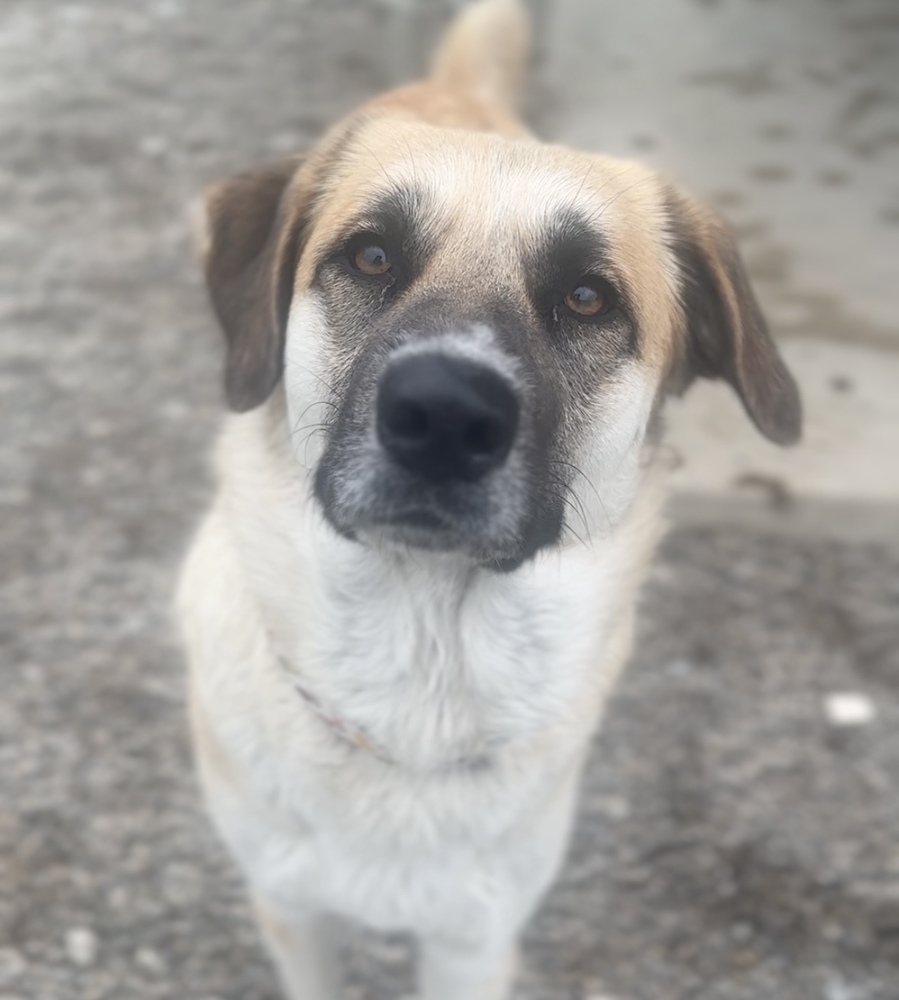 HAZEL