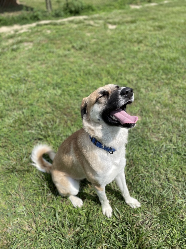HAZEL