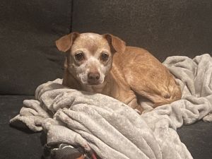Myrtle, Senior Female unknown