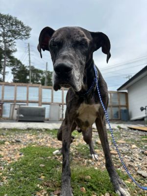 Name Cooper Age 4 Years Breed Great Dane Gender Male Meet Cooper Cooper is a 4-year-old Great D