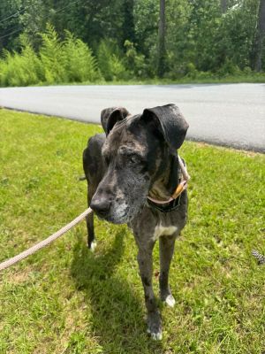 Name Cooper Age 4 Years Breed Great Dane Gender Male Meet Cooper Cooper is a 4-year-old Great D