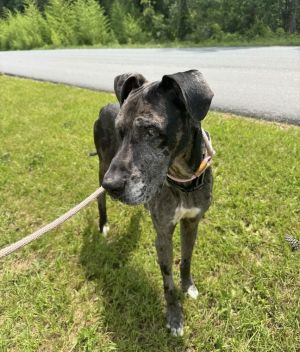 Name Cooper Age 4 Years Breed Great Dane Gender Male Meet Cooper Cooper is a 4-year-old Great D