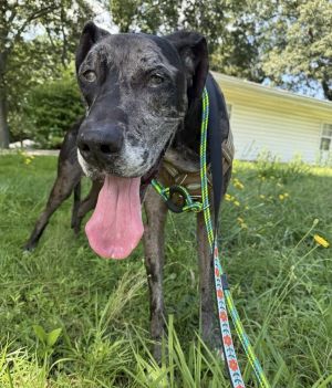 Name Cooper Age 4 Years Breed Great Dane Gender Male Meet Cooper Cooper is a 4-year-old Great D
