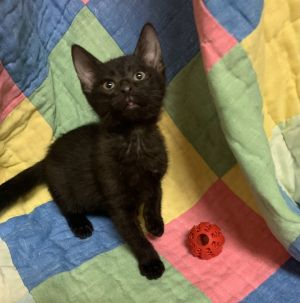 Name Pooh Age 9 Weeks Breed Domestic Shorthair Gender Male Meet Pooh Pooh is a 9-week-old Domes