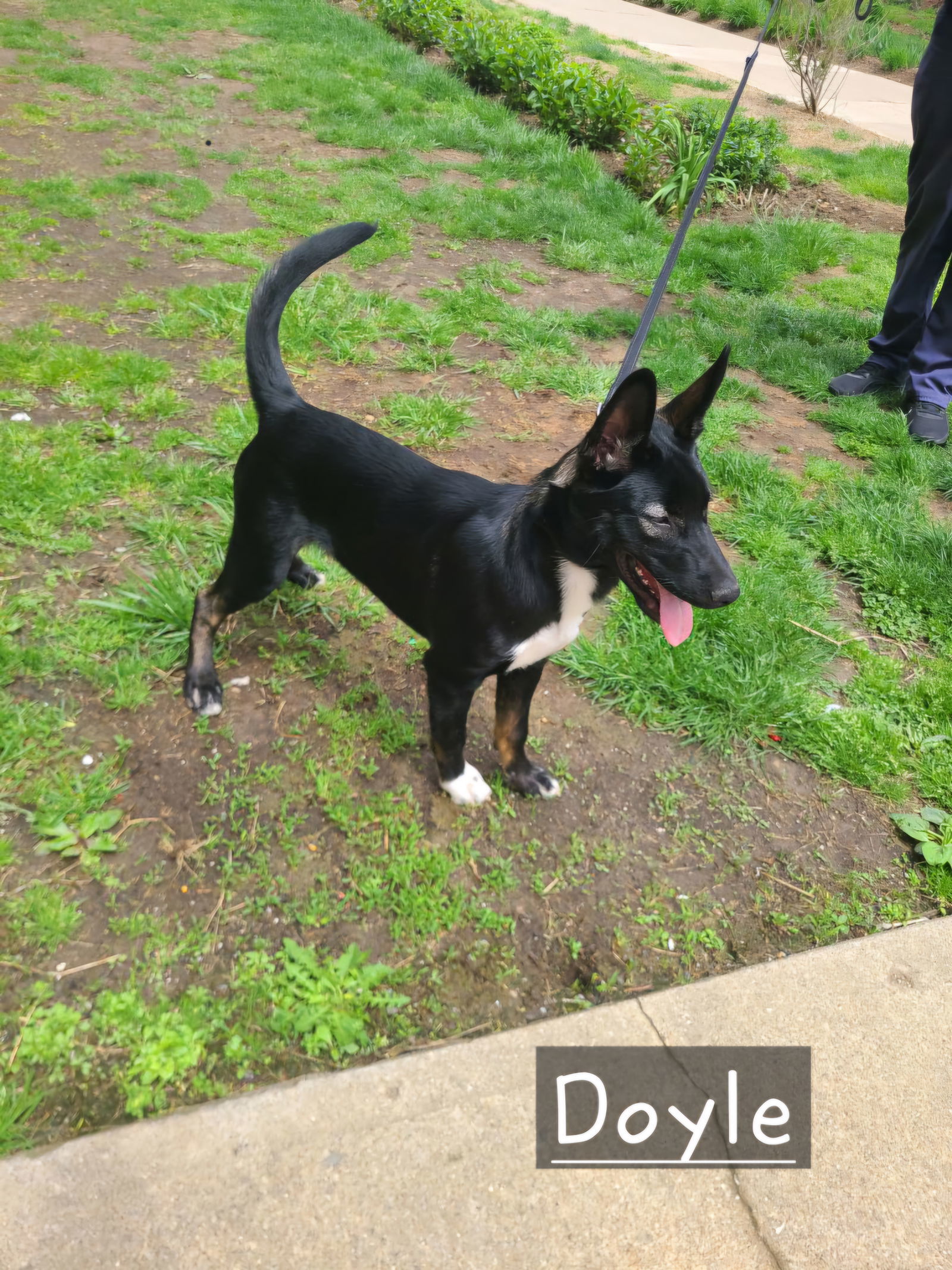 Doyle