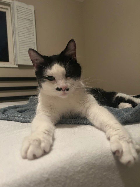 Nyla