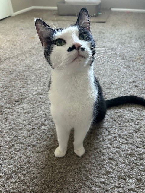Nyla
