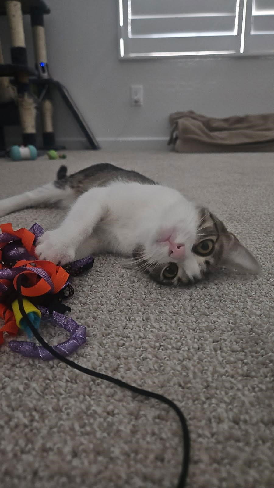 Gabby