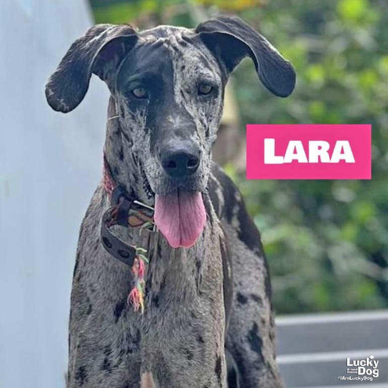 Lara