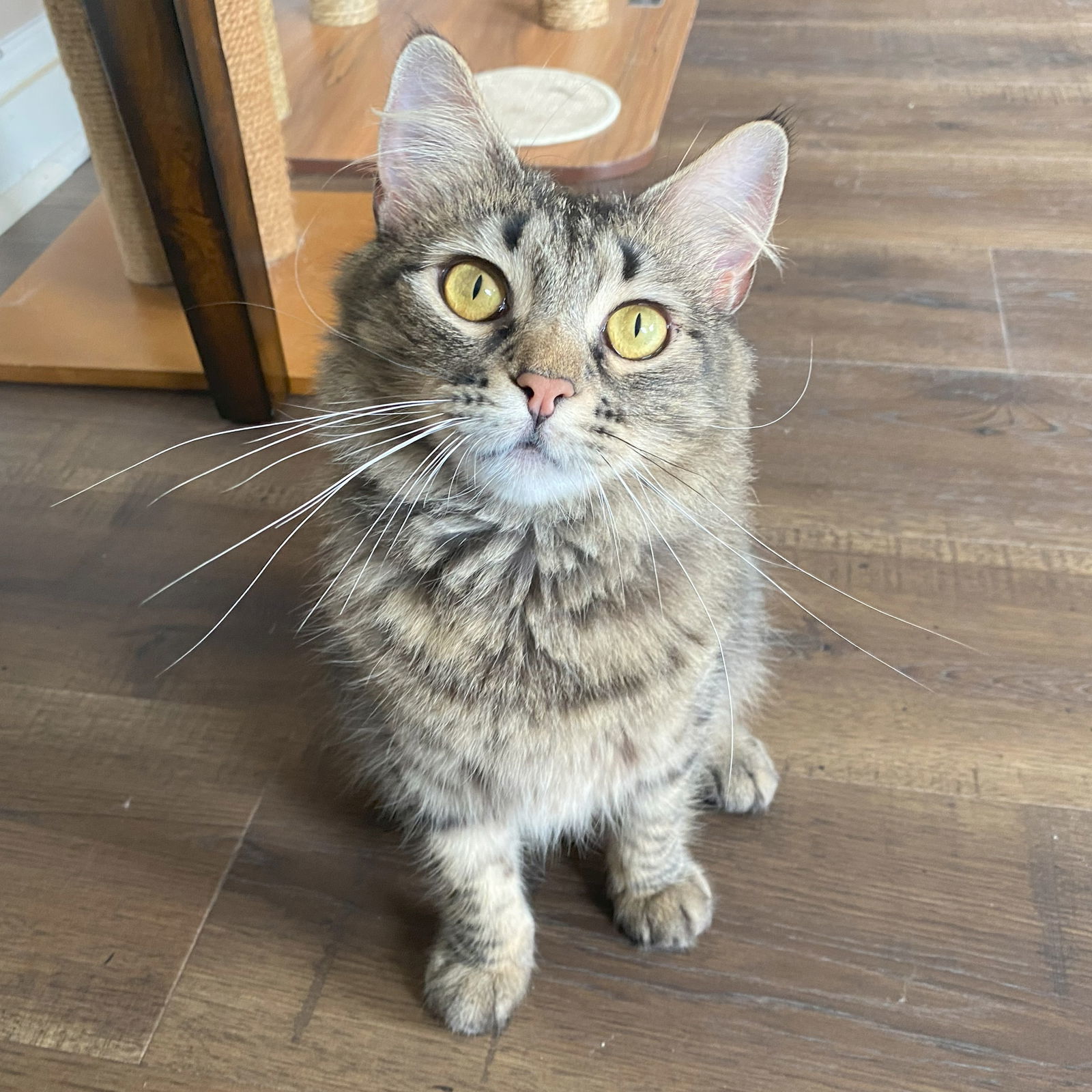 Sienna