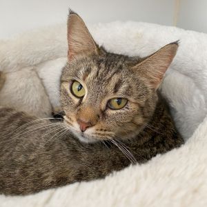 Sepia, Adult Female Domestic Short Hair