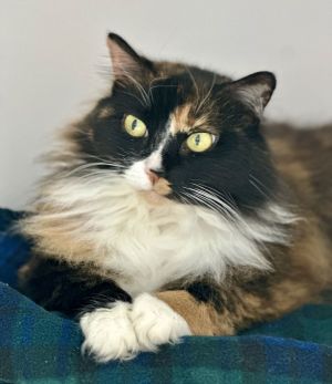 Nell