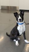 Penguin (Available Through Foster Care) photo 3
