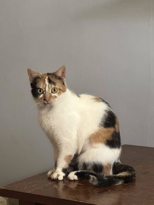 Bethany, Young Female Calico
