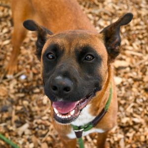 Meet Acapella your new favorite sidekick Acapella is an absolute sweetheart who recently spent the