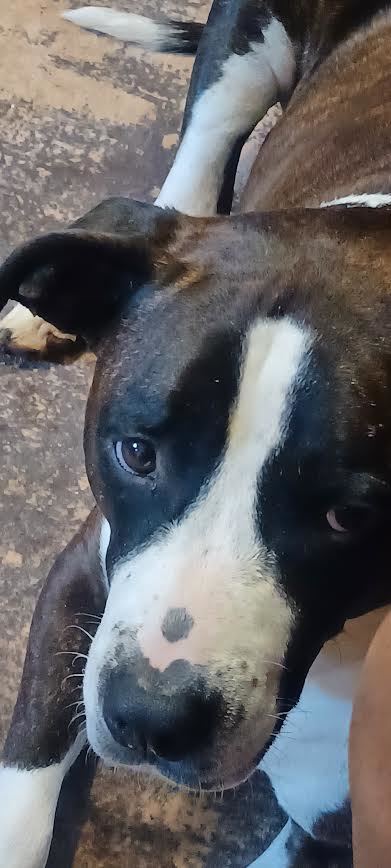 Archie Boy- IN FOSTER 1