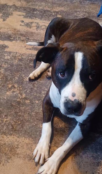 Archie Boy- IN FOSTER 2