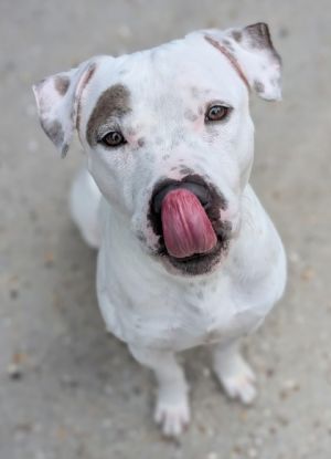 Hello Im Tyson You wouldnt believe it but I arrived at this shelter through a magical portal O